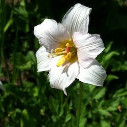 avalanche lily