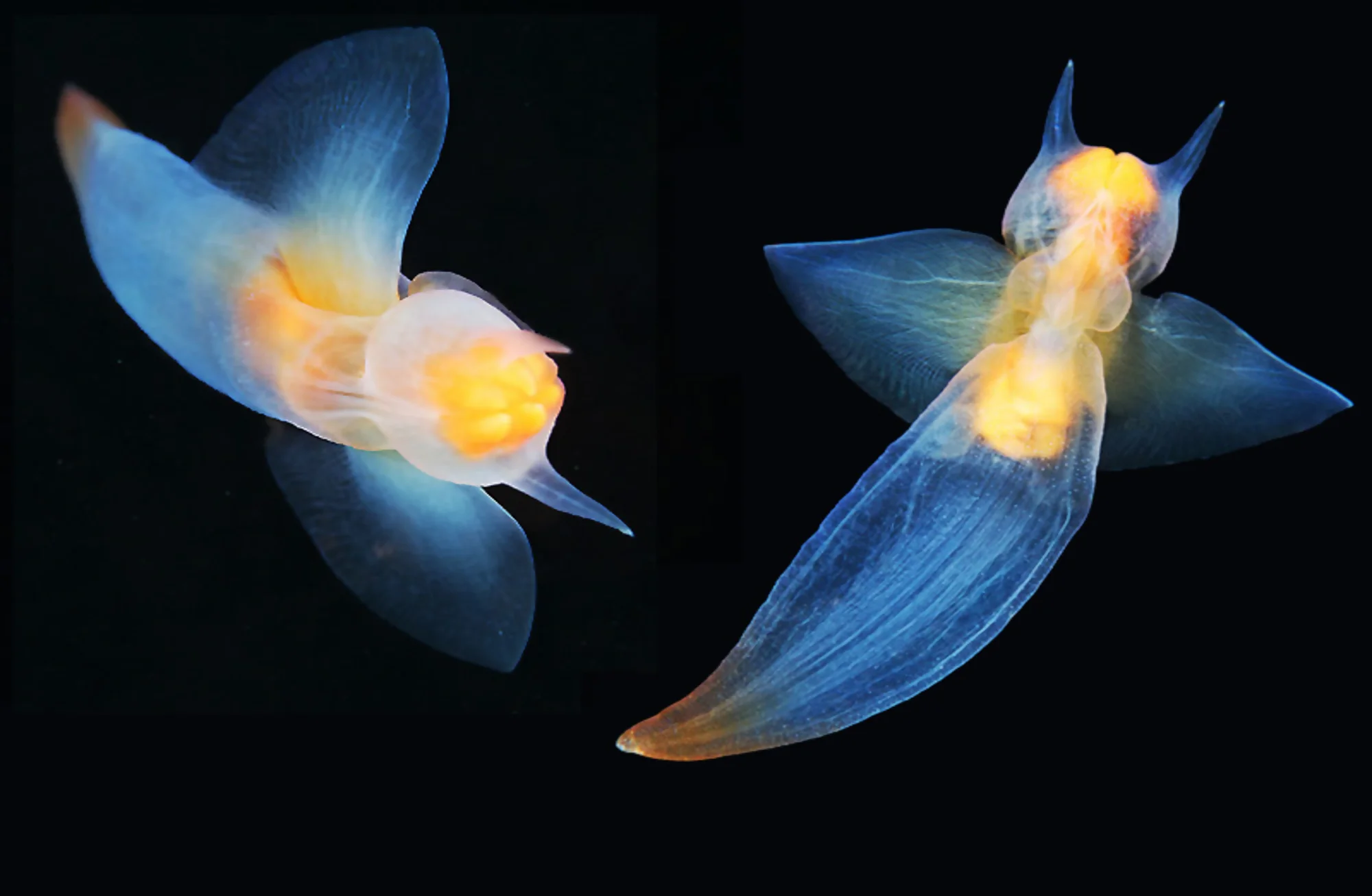 sea angel