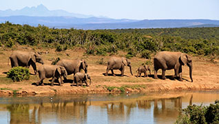 African Safari