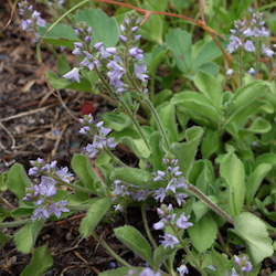Speedwell, Common