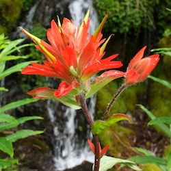Paintbrush, Scarlet