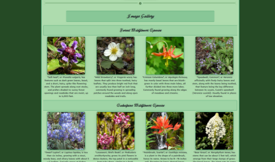 Wildflowers Website